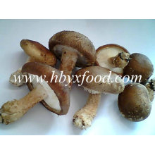 Famoso y buena calidad secada Shiitake liso de Hongo Hubei China